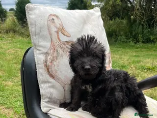 Bedlington Terrier dogs Quality beddlington puppies - Advert 1
