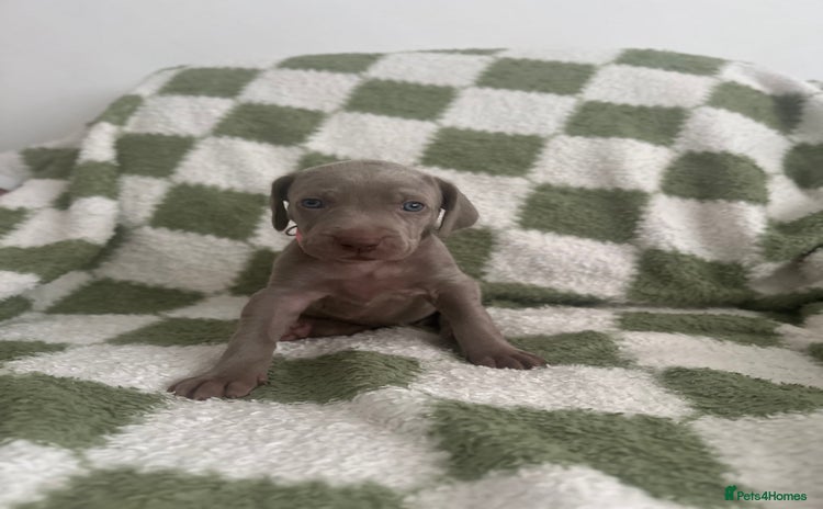 Weimaraner dogs - Advert 1