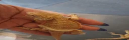 Bearded Dragon reptiles for sale: Baby bearded dragons  - Advert 21