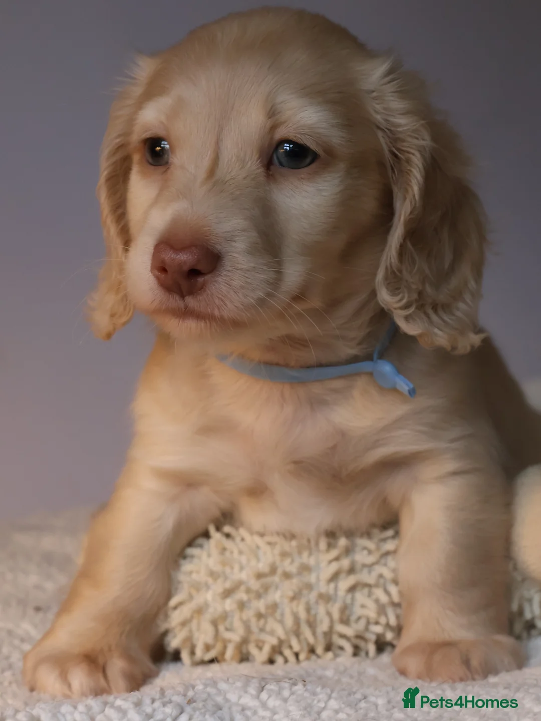 Miniature Dachshund dogs for sale: 5*Licensed+CREAMLONGHAIR+KCreg+PRACLEAR+Vetchecked - Advert 9