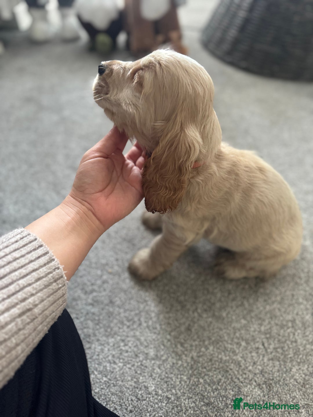 Cocker Spaniel dogs for sale: Last stunning KC show cocker - Advert 2