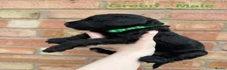 Cockapoo dogs for sale: 6 beautiful miniature cockapoos  - Advert 9
