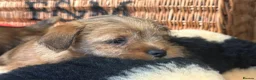 Mixed Breed dogs for sale: Stunning NORJACK pups ready now  - Advert 15