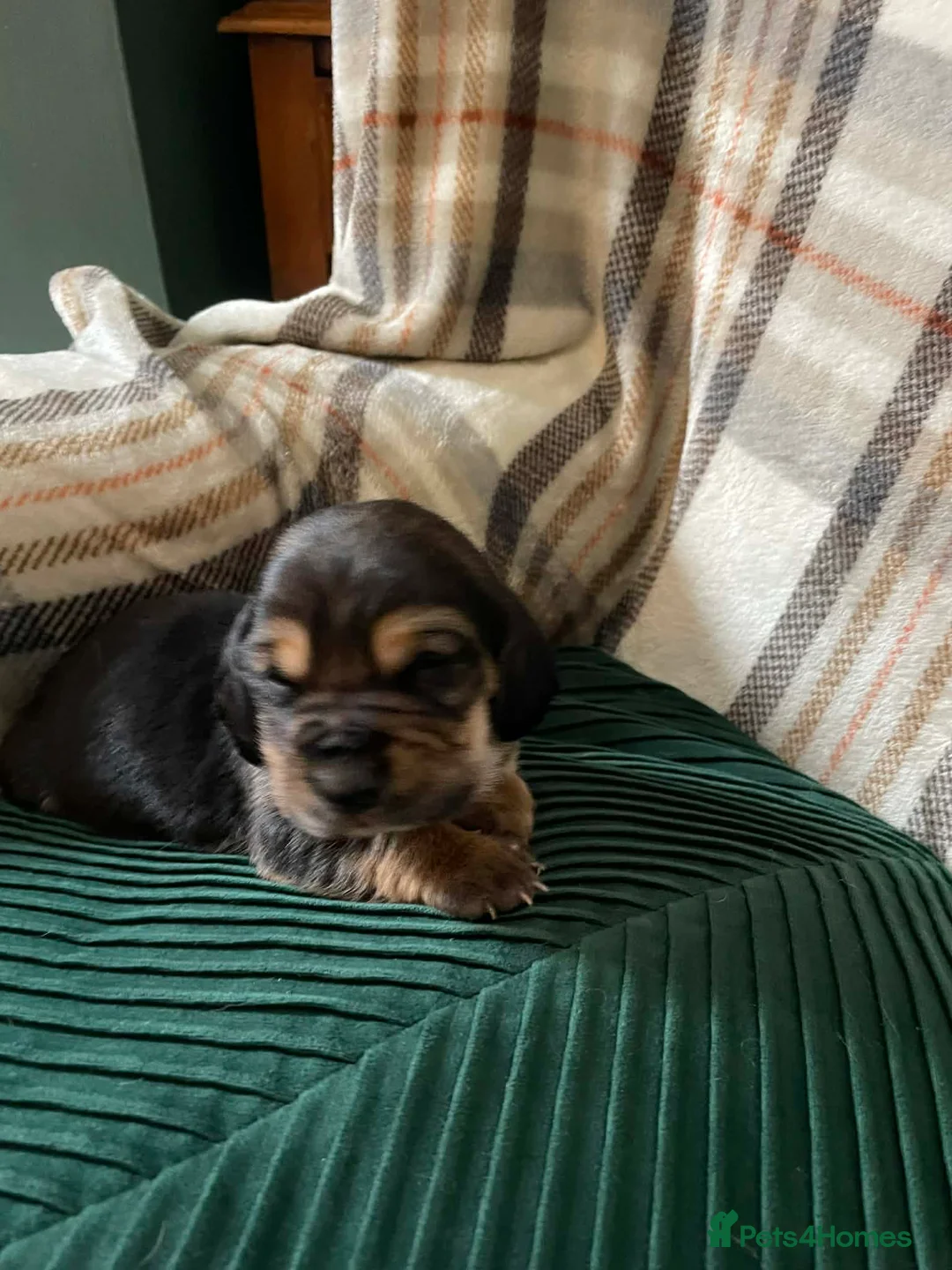 Mixed Breed dogs for sale: Basset hound x basset retriever  - Advert 8