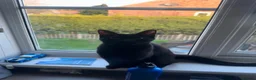 Maine Coon cats for sale: Mainecoon mix kittens in Catterick Garrison - Advert 3