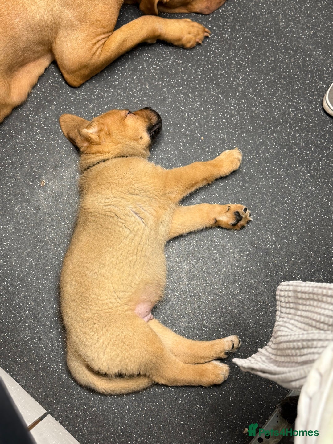 Mixed Breed dogs for sale: 3 x male puppies DDB x  - Image 5