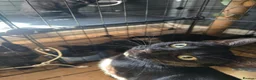 Mixed Breed cats for sale: Beautiful kittens  - Advert 1