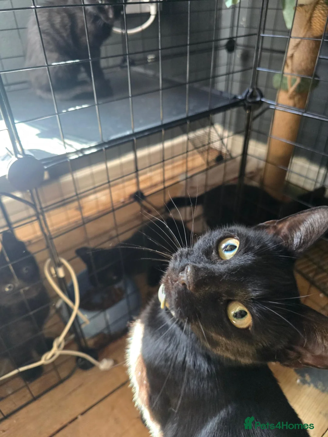 Mixed Breed cats for sale: Beautiful kittens  - Advert 1
