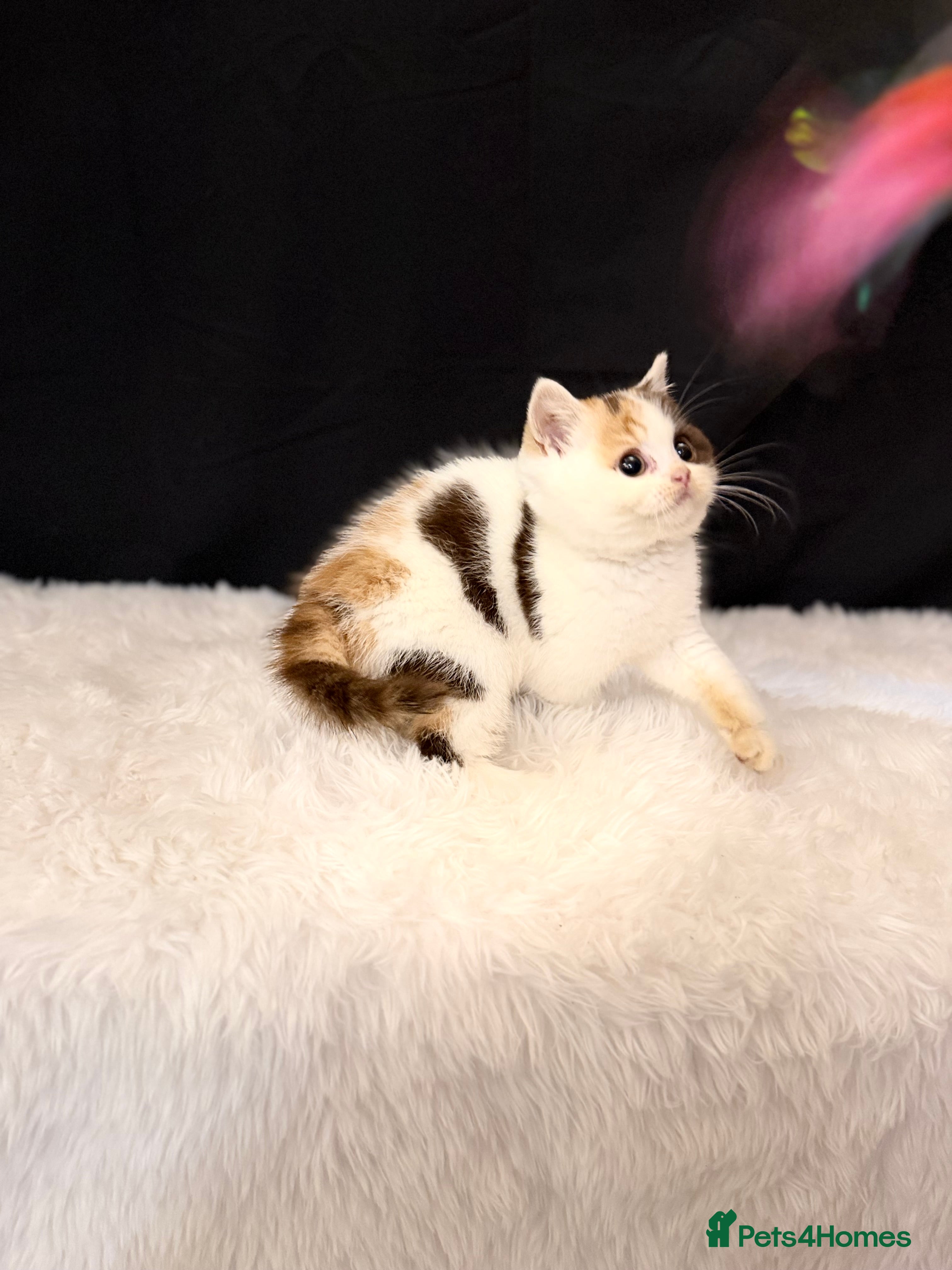 British Shorthair cats Full Pedigree Registered BSH - Advert 16