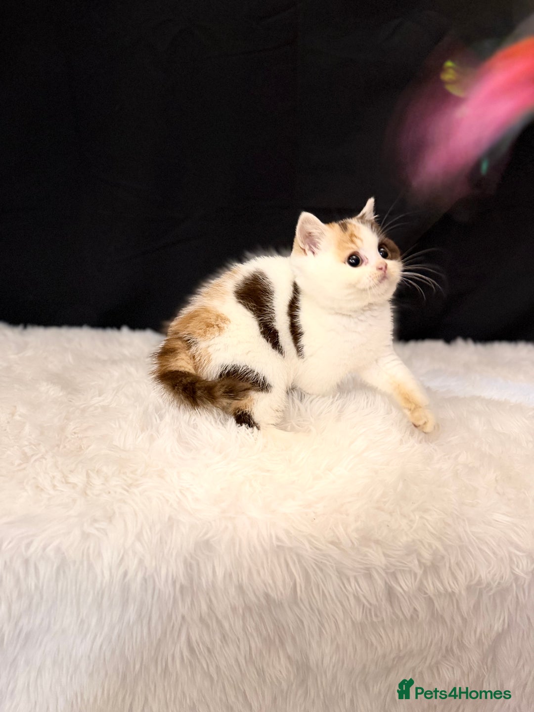 British Shorthair cats for sale: Full Pedigree Registered BSH - Advert 14