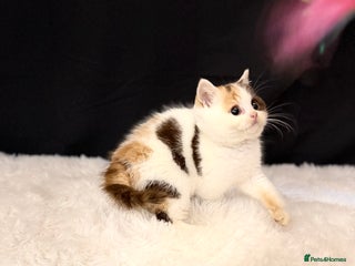 British Shorthair cats Full Pedigree Registered BSH - Advert 16