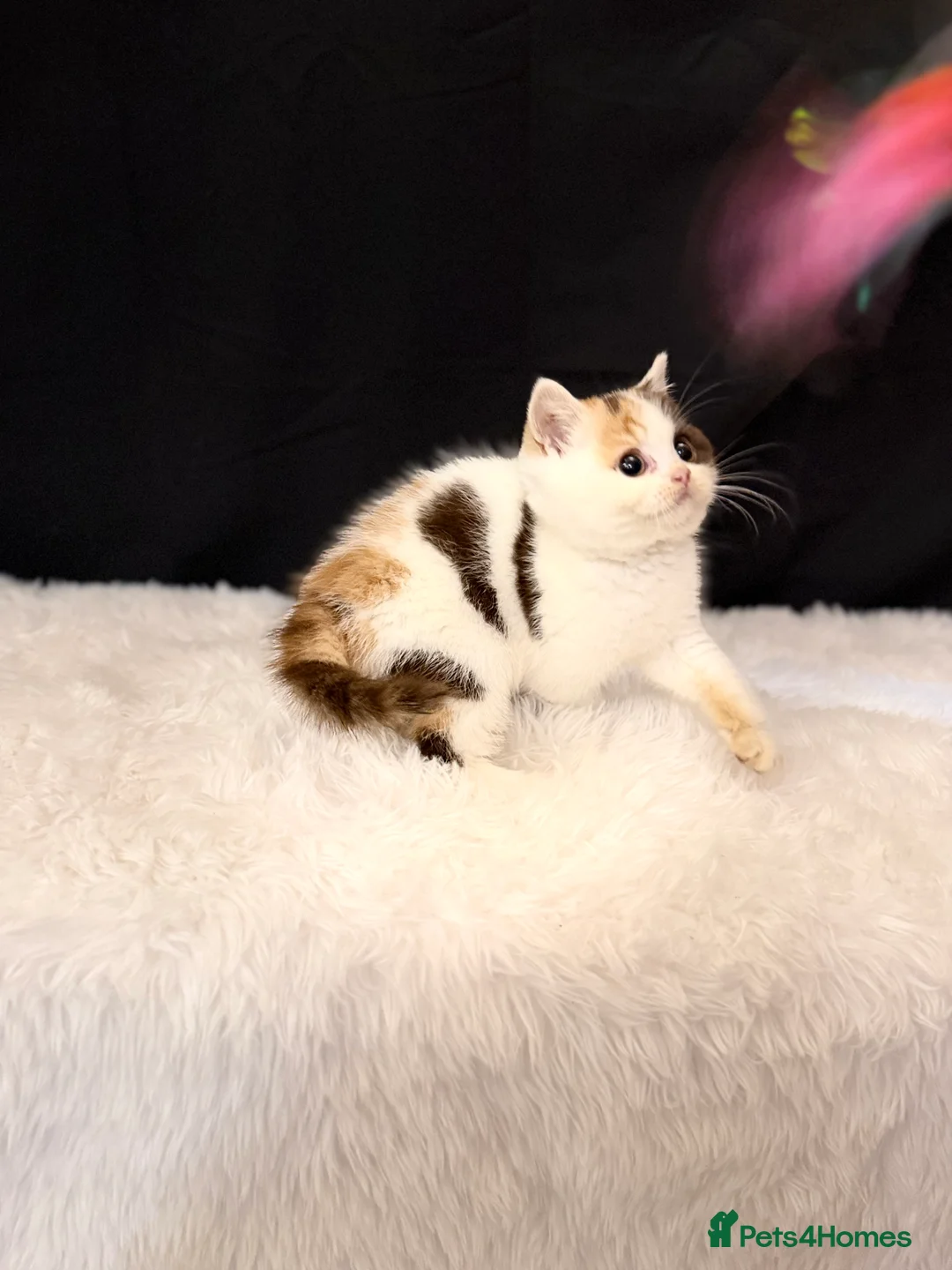 British Shorthair cats for sale: Full Pedigree Registered BSH - Advert 9