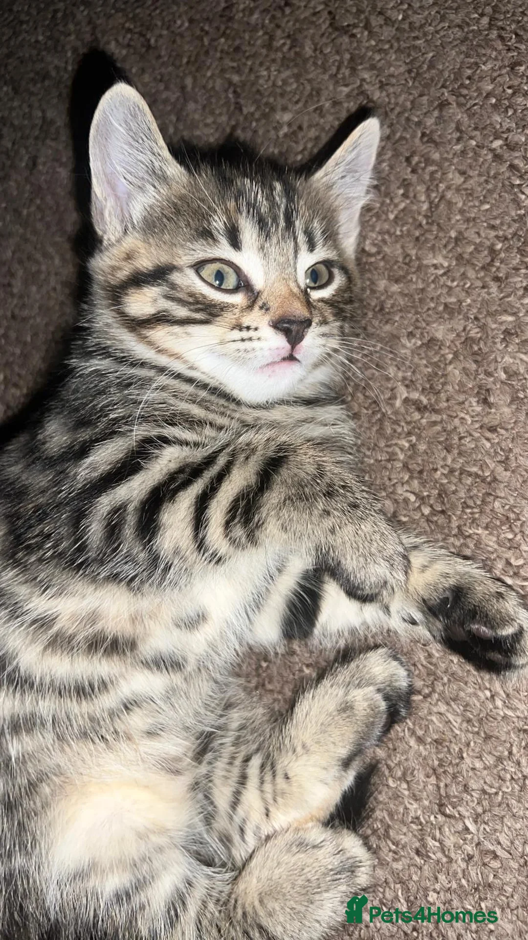 Mixed Breed cats for sale: Kitten for sale - Advert 3