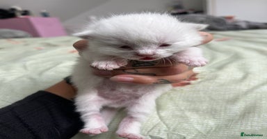 Ragdoll cats - Advert 3