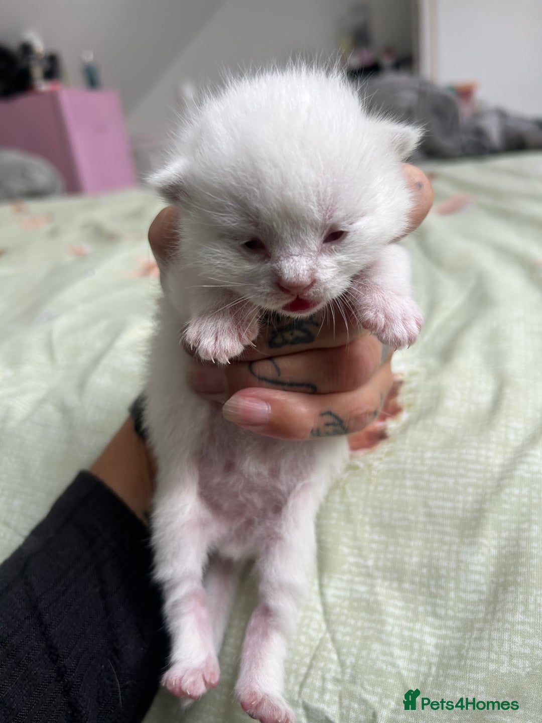 Ragdoll cats for sale: Ragdoll/british blue - Image 3