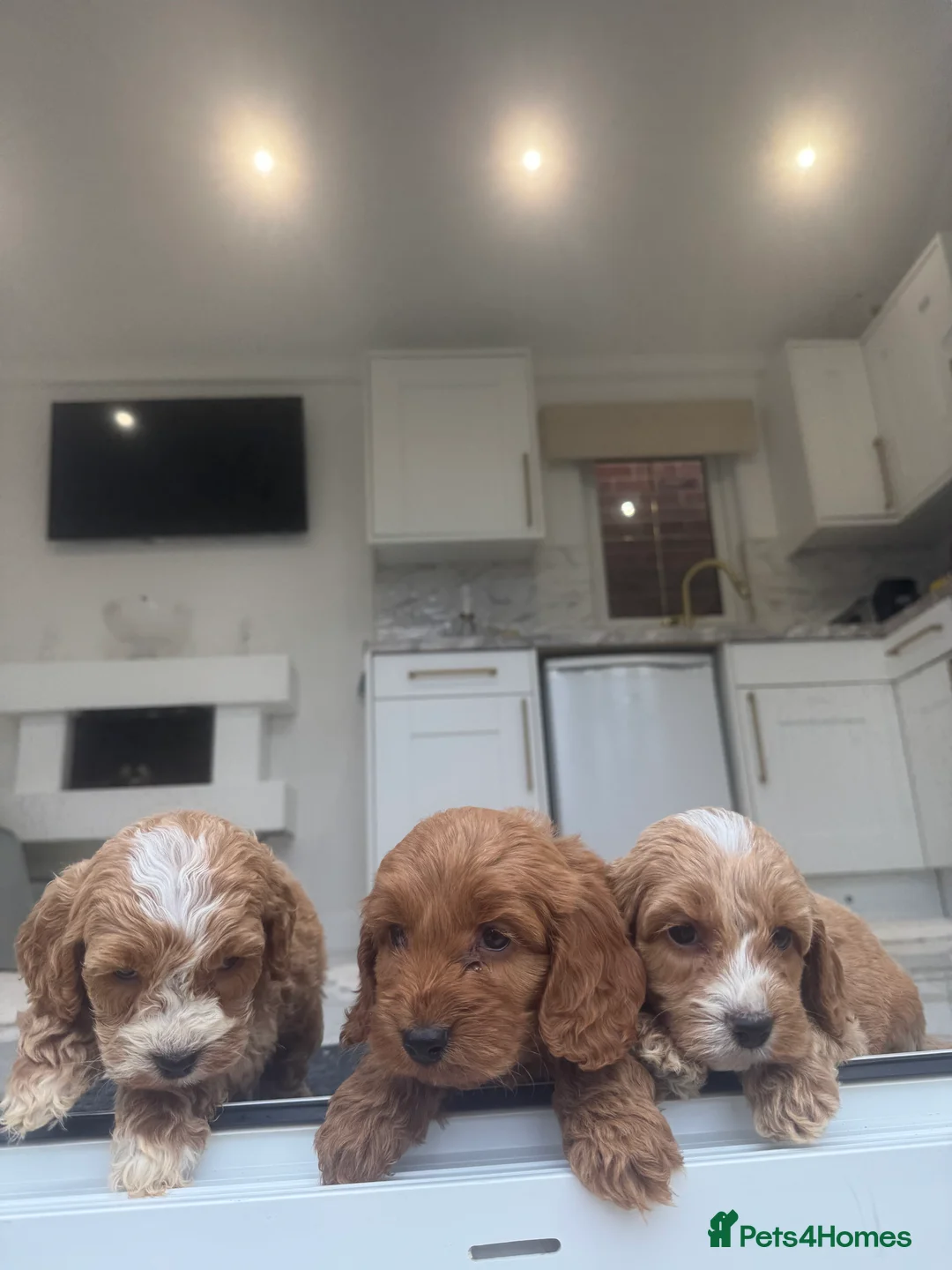 Cockapoo dogs for sale: F1 pra clear Cockapoos (council licensed breeder) - Advert 18