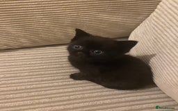 British Shorthair cats for sale: Cross half BRITISH shorthair kittens  - Advert 10