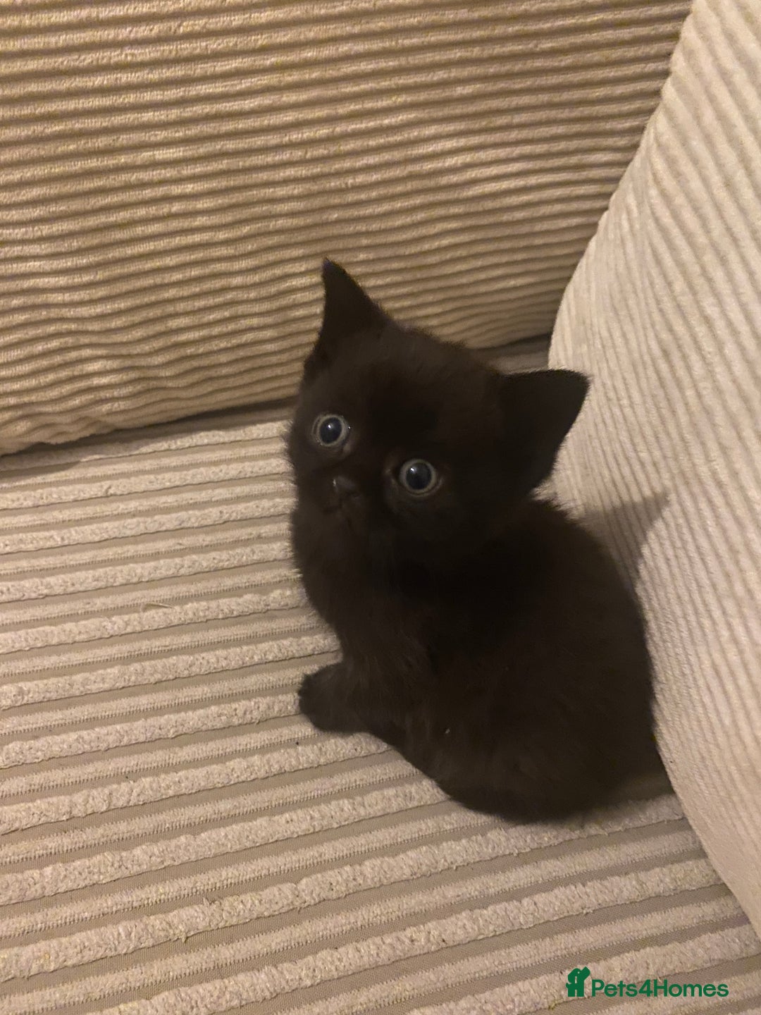 British Shorthair cats for sale: Cross half BRITISH shorthair kittens  - Advert 10