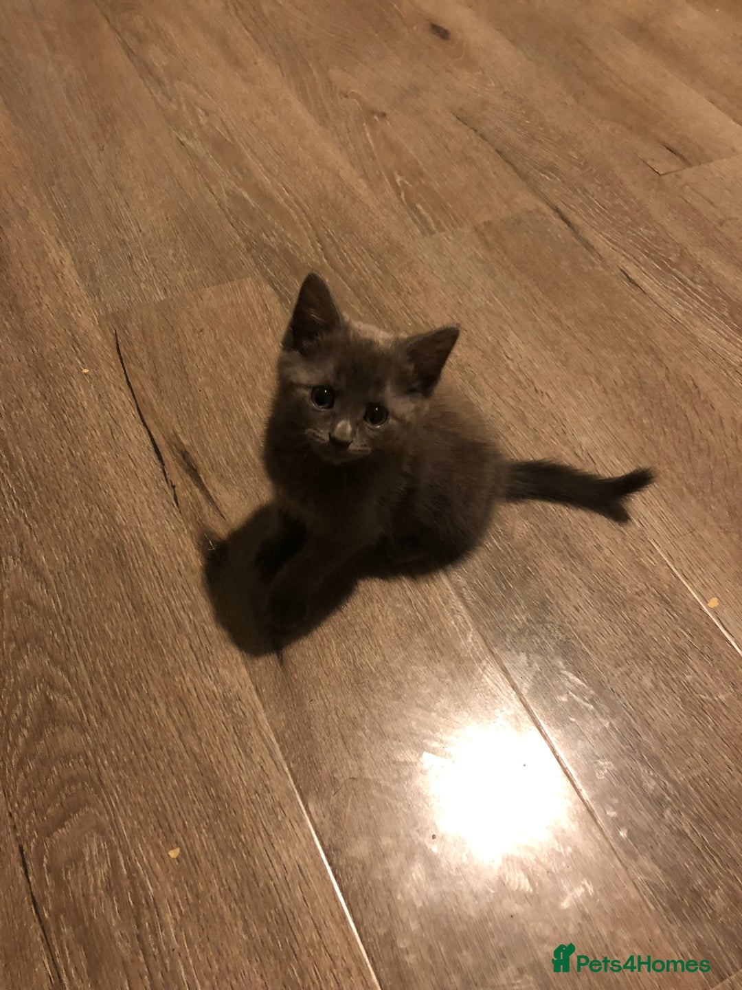 Mixed Breed cats for sale: Lucy’s babies - Image 4