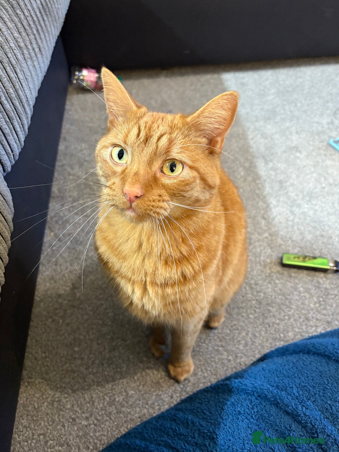 Domestic Shorthair cats for sale: Looking for a caring forever home  - Advert 1