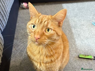 Domestic Shorthair cats Looking for a caring forever home - Advert 2