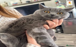 British Shorthair cats for sale: British Shorthair Blue Girls - Image 4