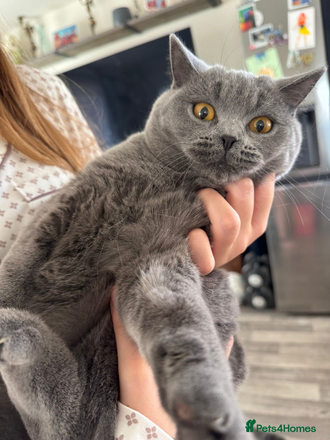 British Shorthair cats for sale: British Shorthair Blue Girls - Image 4