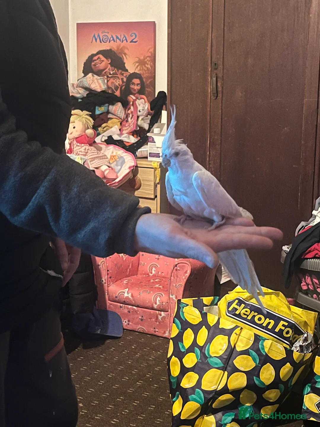 Cockatiels birds for sale: Hand tame cockatiels  - Advert 11