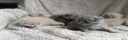 British Shorthair cats for sale: Little teddy bears - Advert 14