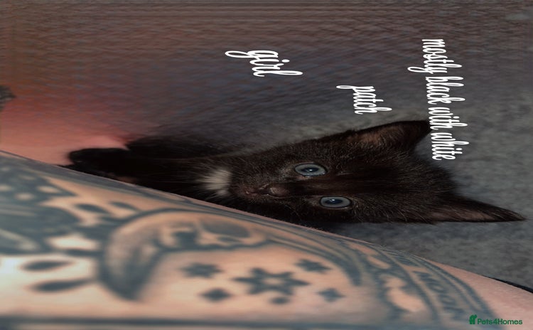 American Shorthair cats - Advert 1