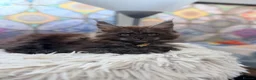 Maine Coon cats for sale: Beautiful high smoked blue & black smoked kittens  - Advert 21