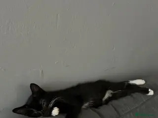 Mixed Breed cats 🚨KITTEN URGENTLY NEEDING HOME🚨 - Advert 1