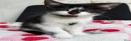 Mixed Breed cats for sale: Beautiful kittens  - Advert 2