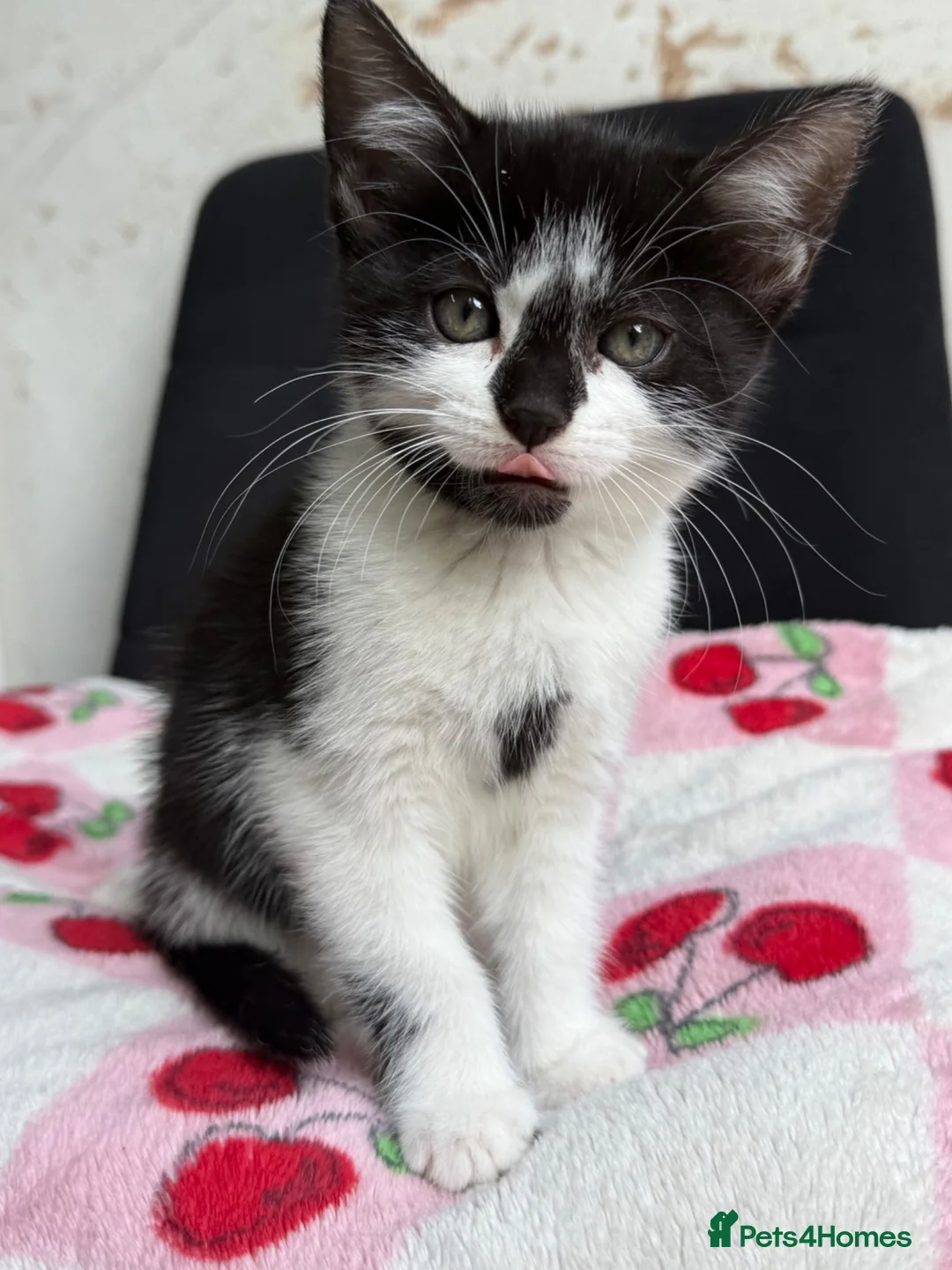 Mixed Breed cats for sale: Beautiful kittens  - Advert 2