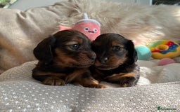 Miniature Dachshund dogs for sale: Top Show Quality KC Miniature Dachshund Puppies - Image 5