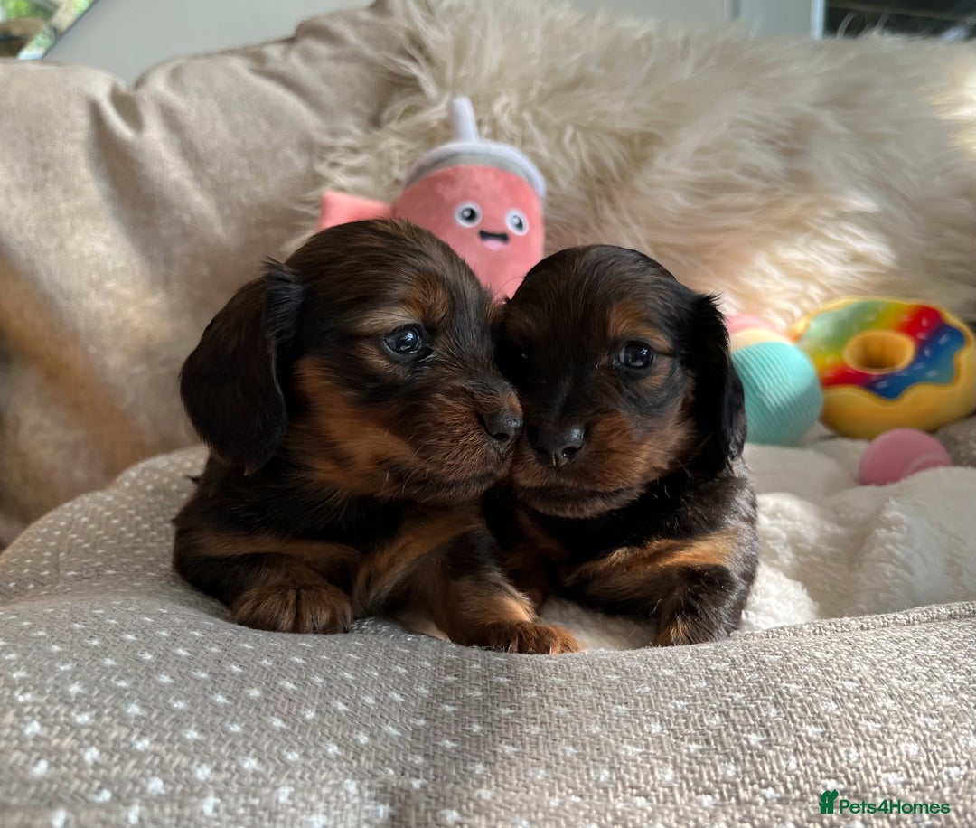 Miniature Dachshund dogs for sale: Top Show Quality KC Miniature Dachshund Puppies - Image 5
