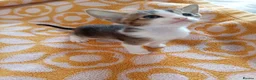 Abyssinian cats for sale: Abyssinian X (Abyssinian X) - Advert 14