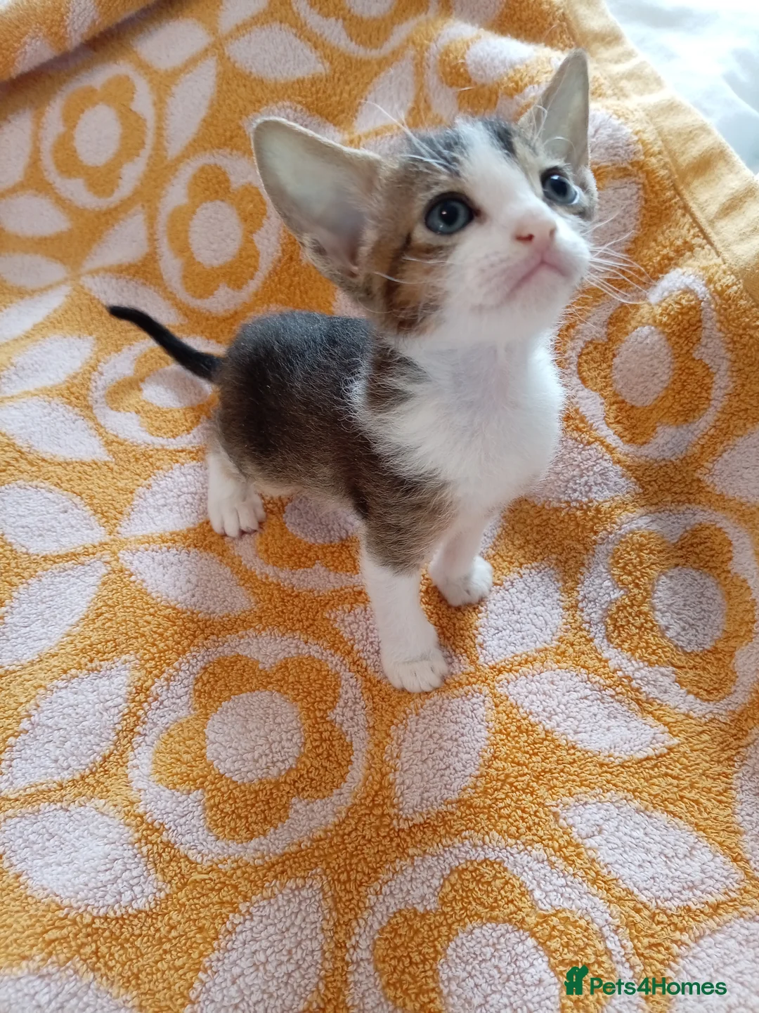 Abyssinian cats for sale: Abyssinian X (Abyssinian X) - Advert 18