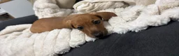 Dachshund dogs for sale: One girl left looking forever home  - Advert 10