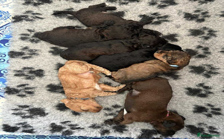 Mixed Breed dogs - Advert 3