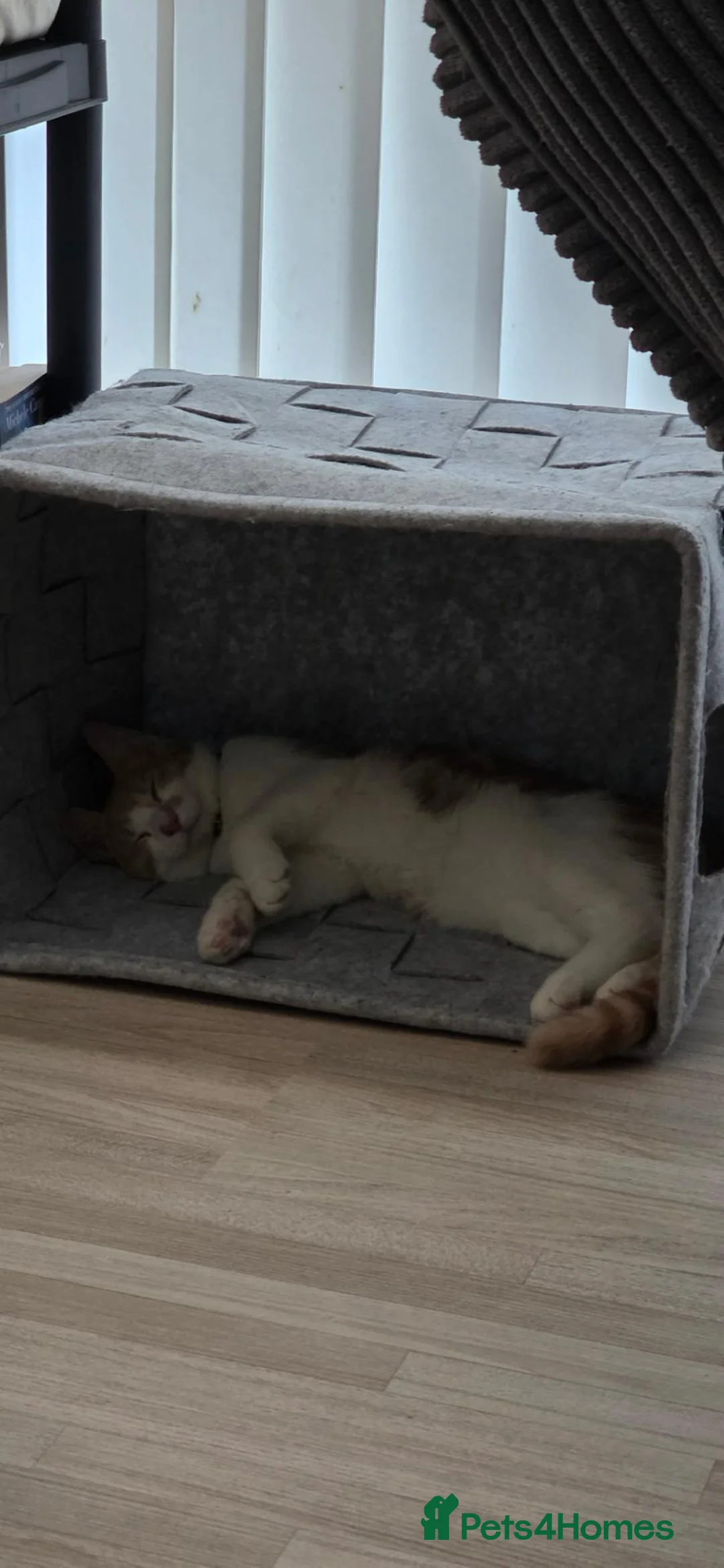 Mixed Breed cats for sale: Ginger white cat in Farnborough - Advert 6