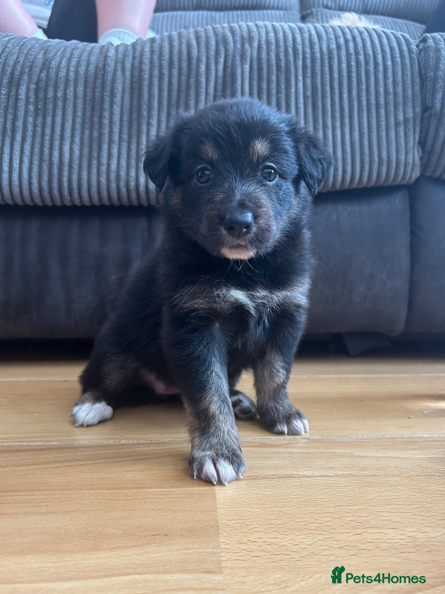 Border Collie dogs Border collie puppies  - Advert 2