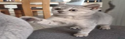 Scottish Fold cats for sale: Pretty Scottish Straight kittens  - Advert 8