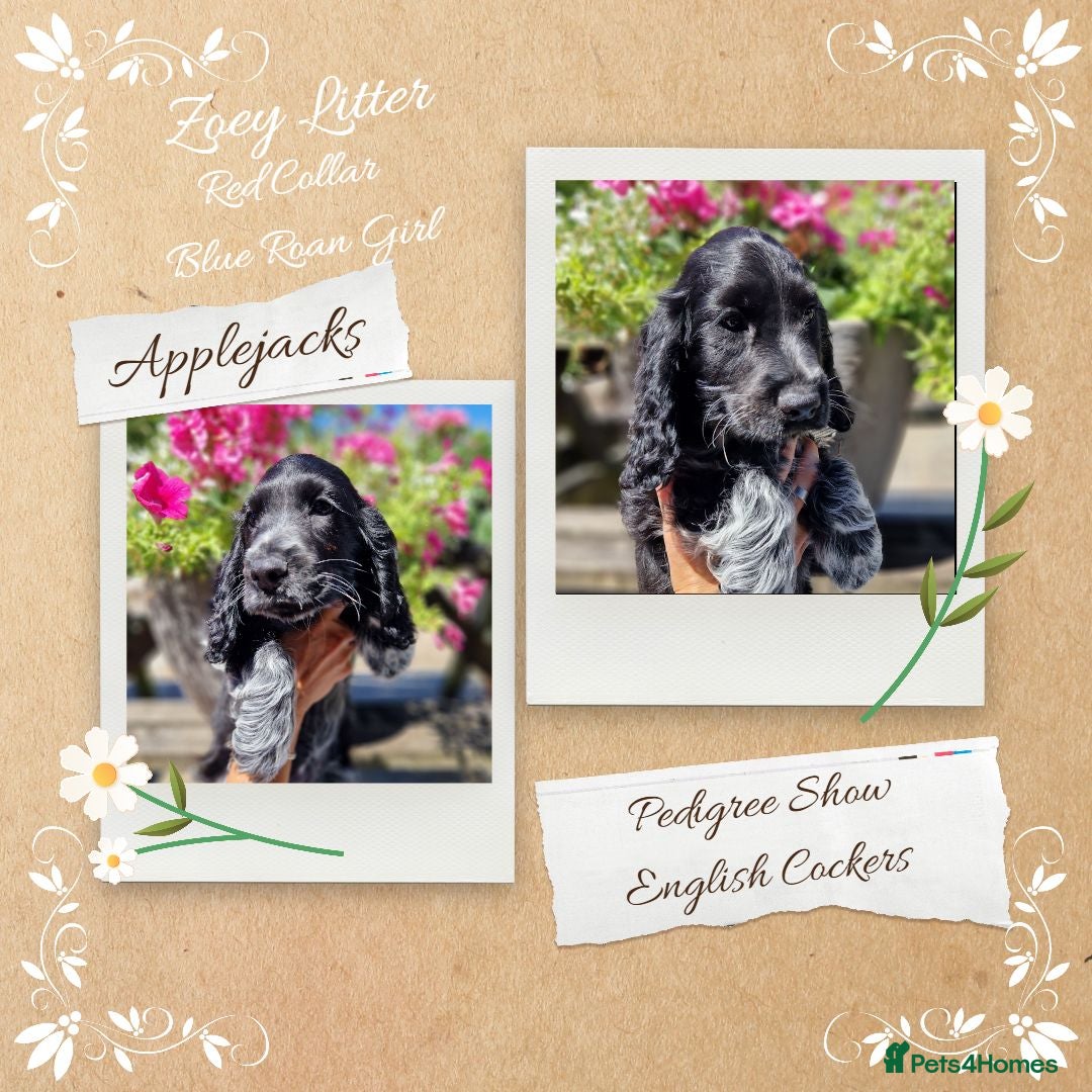 Cocker Spaniel dogs Roan Cocker Spaniel Puppies for Sale - Advert 2