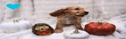 Cocker Spaniel dogs for sale: Beautiful cocker spaniel puppies  - Advert 4