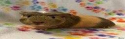 Guinea Pig rodents for sale: 8 week old ready to leave gorgeous guinea pigs   - Advert 6