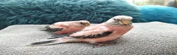 Cockatiels birds for sale: DNA sexed hand tamed cockatiels and Bourkes - Advert 19