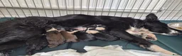 Border Collie dogs for sale: Border Collie puppies in Manchester - Advert 24