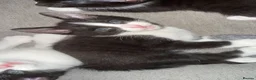 Mixed Breed cats for sale: 4 beautiful kittens born on mothers day in Basingstoke - Advert 9