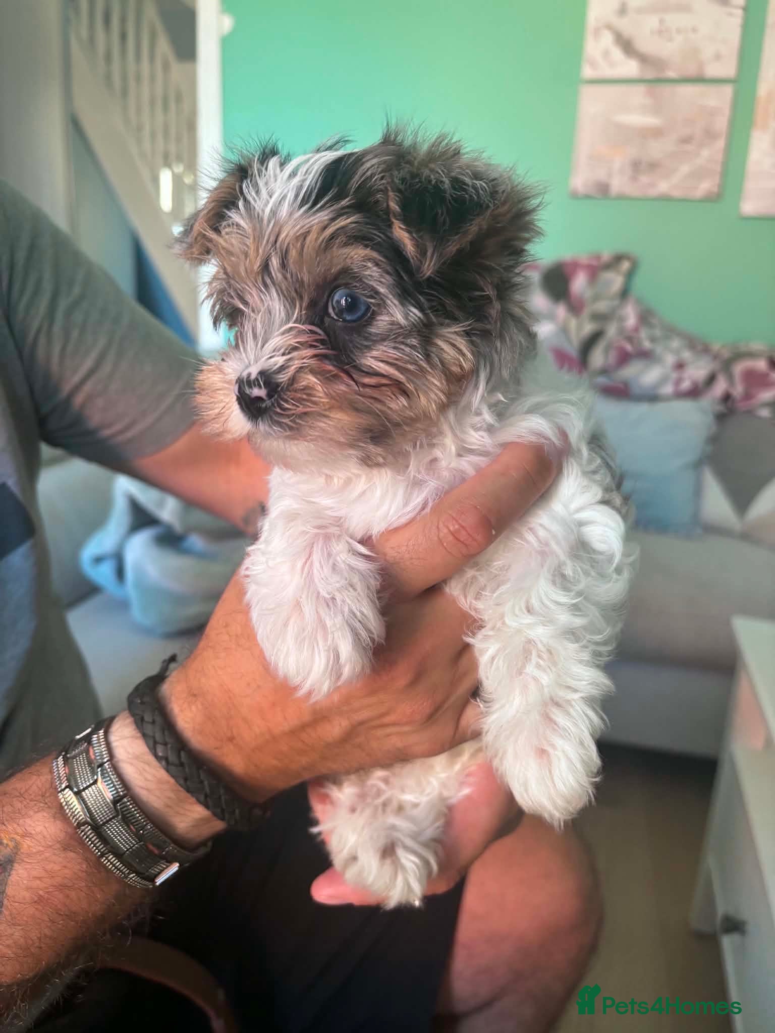 Yorkshire Terrier dogs Three Beautiful Little Yorkshire Terrier Puppies - Advert 3